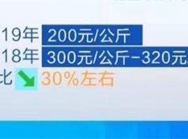 天冷了保暖品却凉了 羊绒主产地价格降了30％